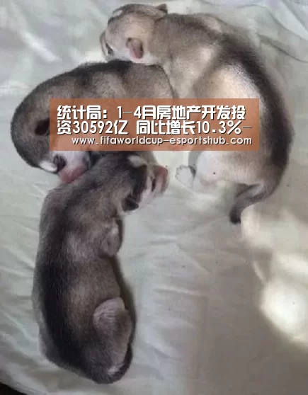 世界杯足球直播